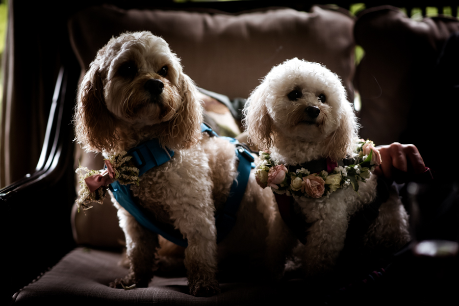 Pink flower wedding ideas and cute wedding dogs on English-Wedding.com with Robin Goodlad Photography (33)