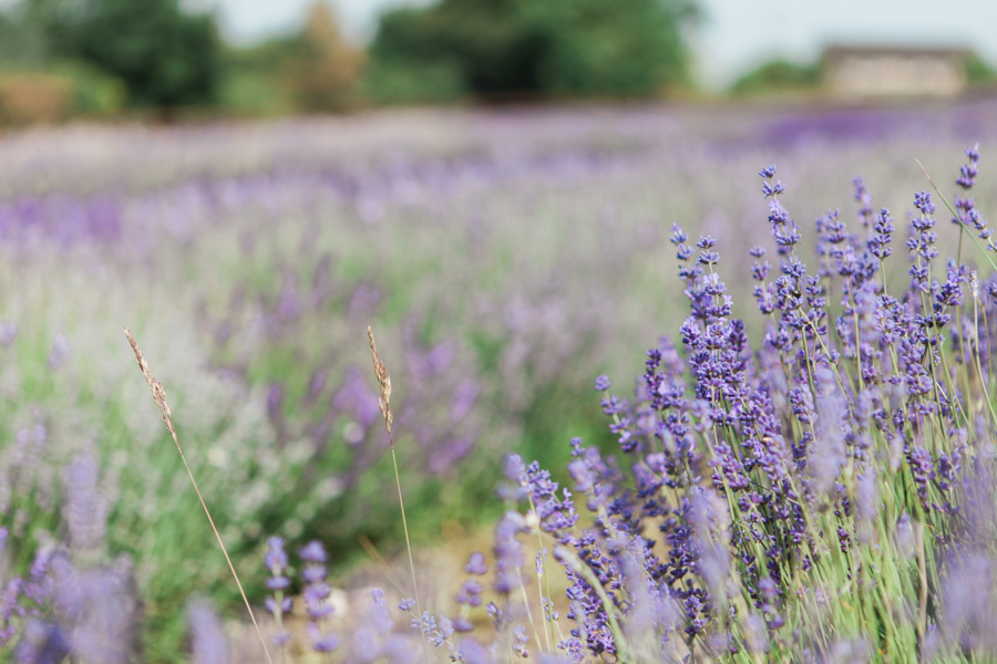 Beautiful UK lavender fields for engagement photography with Amanda Karen Photography (1)