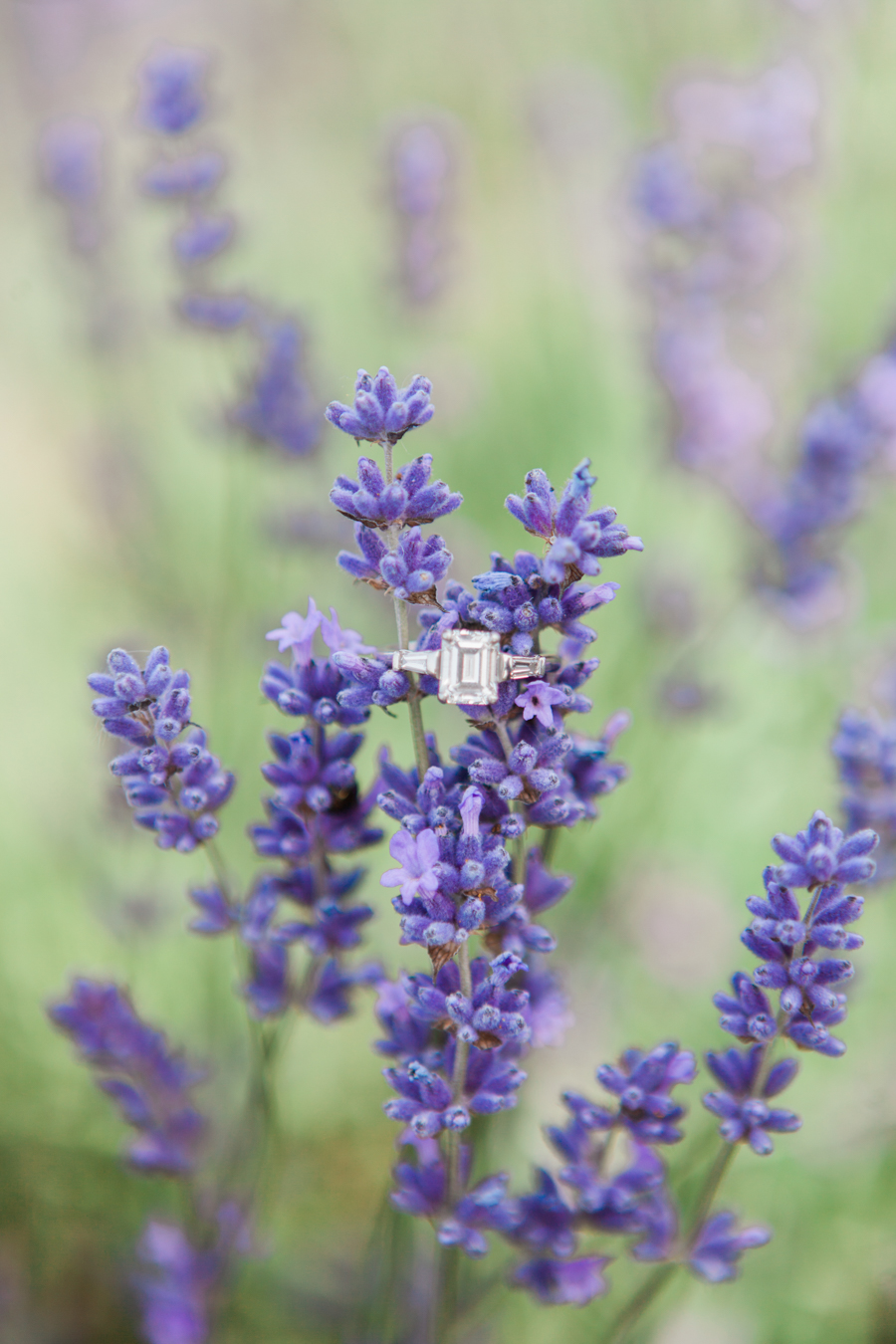 Beautiful UK lavender fields for engagement photography with Amanda Karen Photography (21)