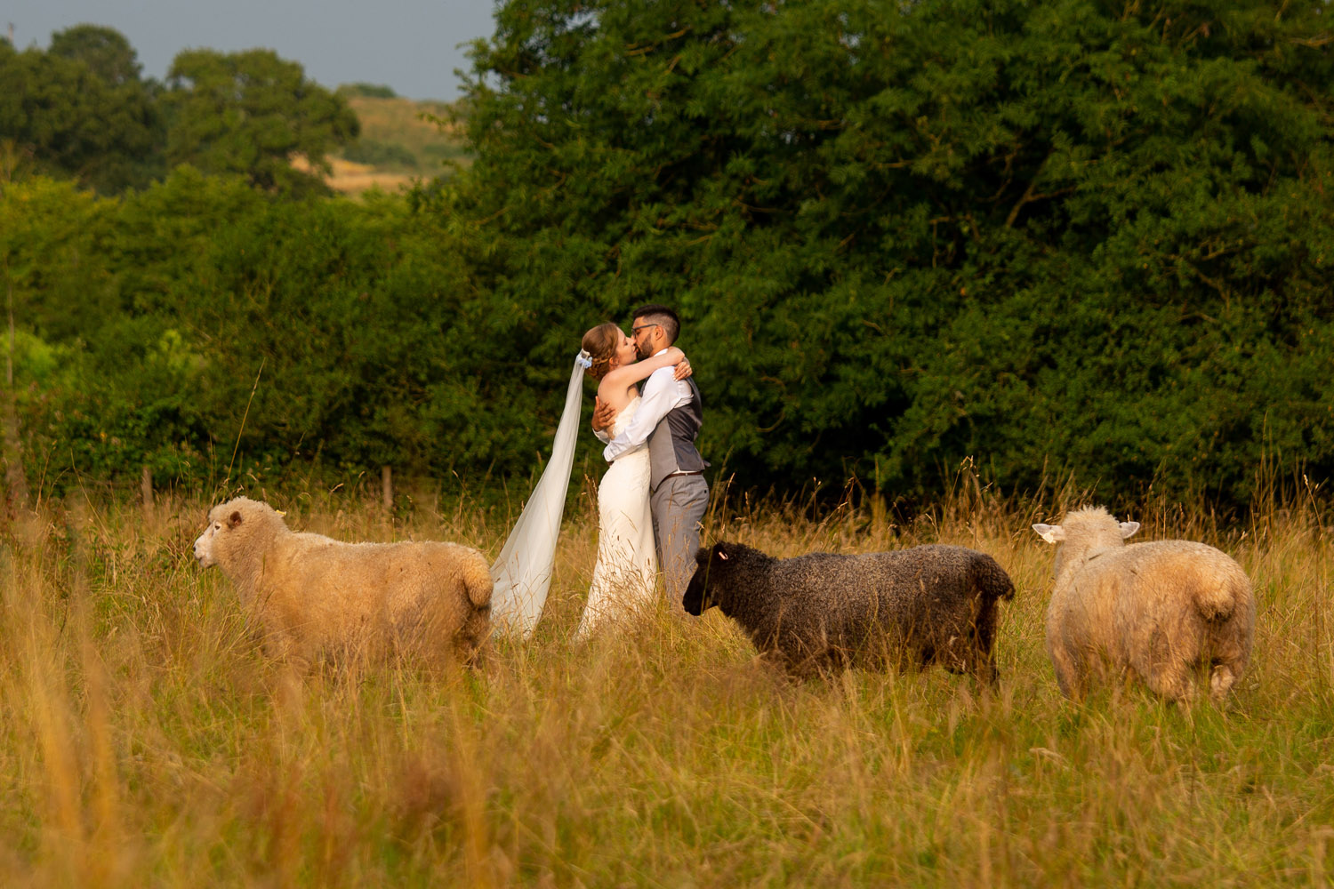 Golden hour wedding photography of a couple stood kissing in a field while sheep look bemused! Credit Somerset wedding photographer Martin Dabek
