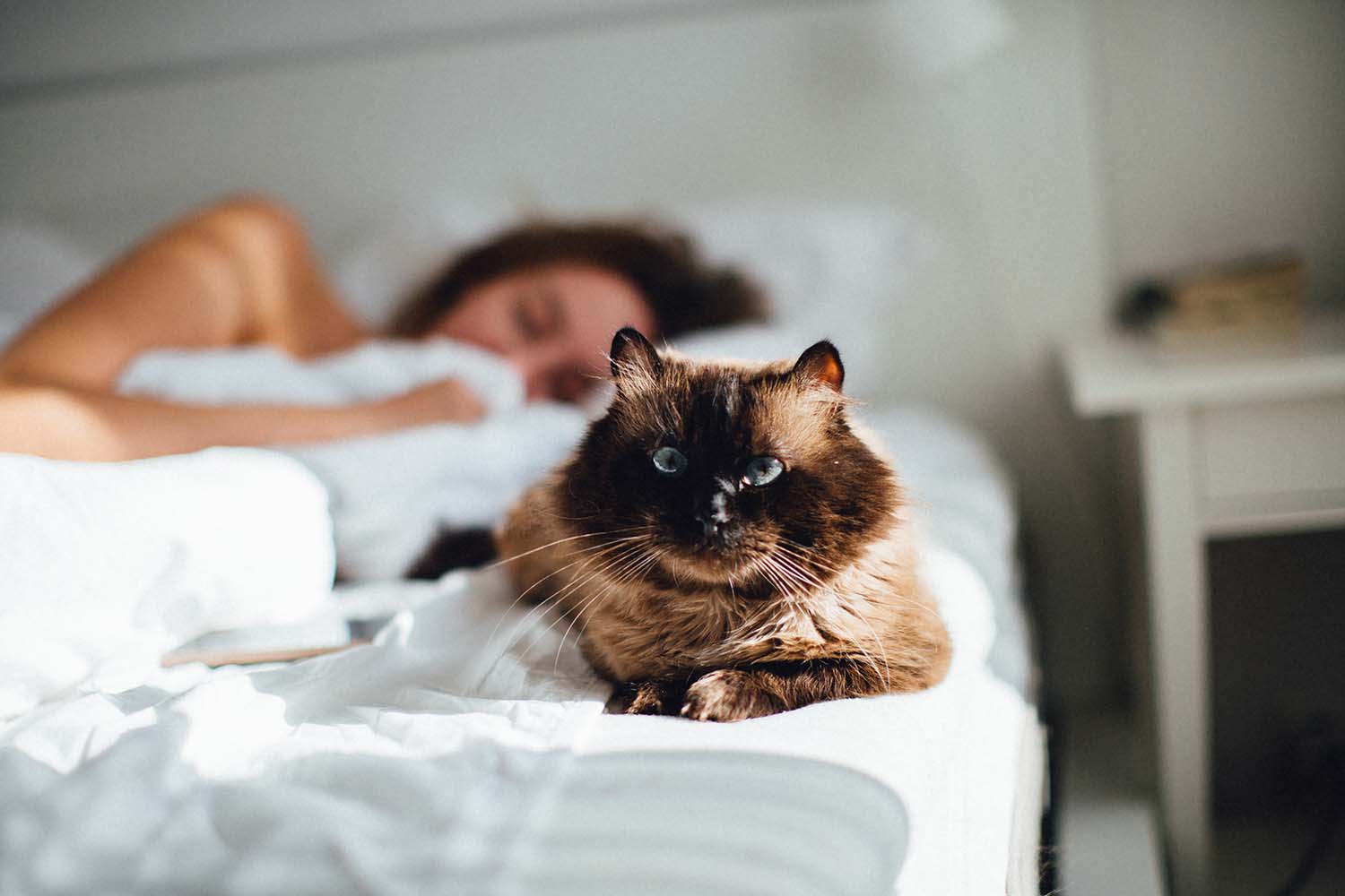 cat awake on the side of a bed with a woman asleep in the background