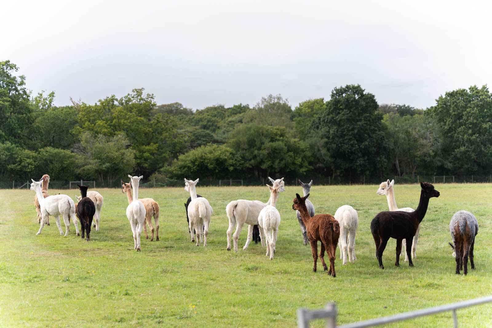 Field of alpacas