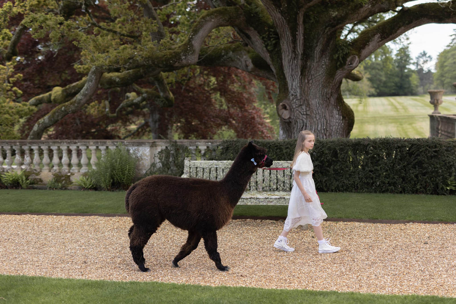 Alpaca walk at a wedding