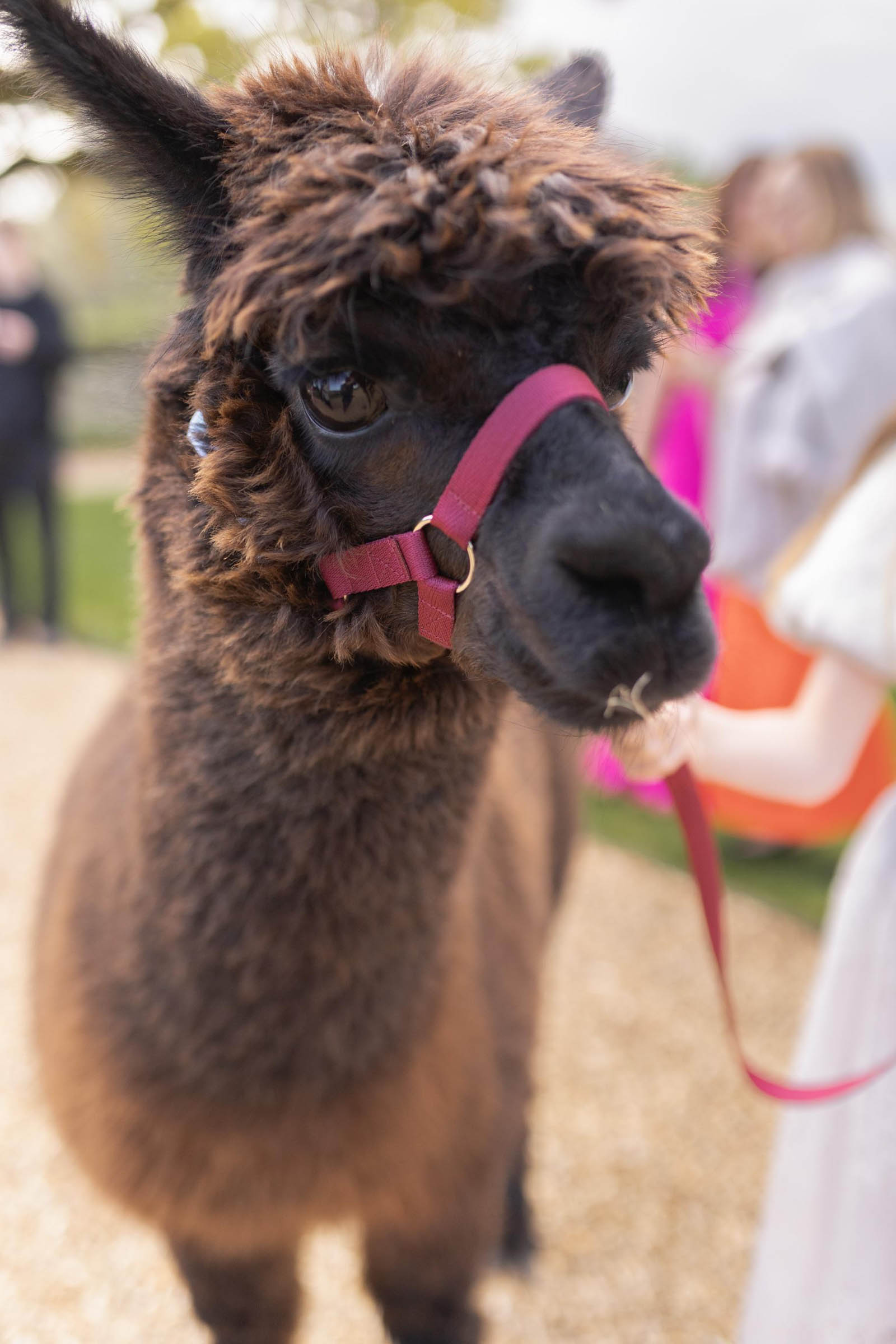 Close up of an alpaca in a pink harness at a wedding