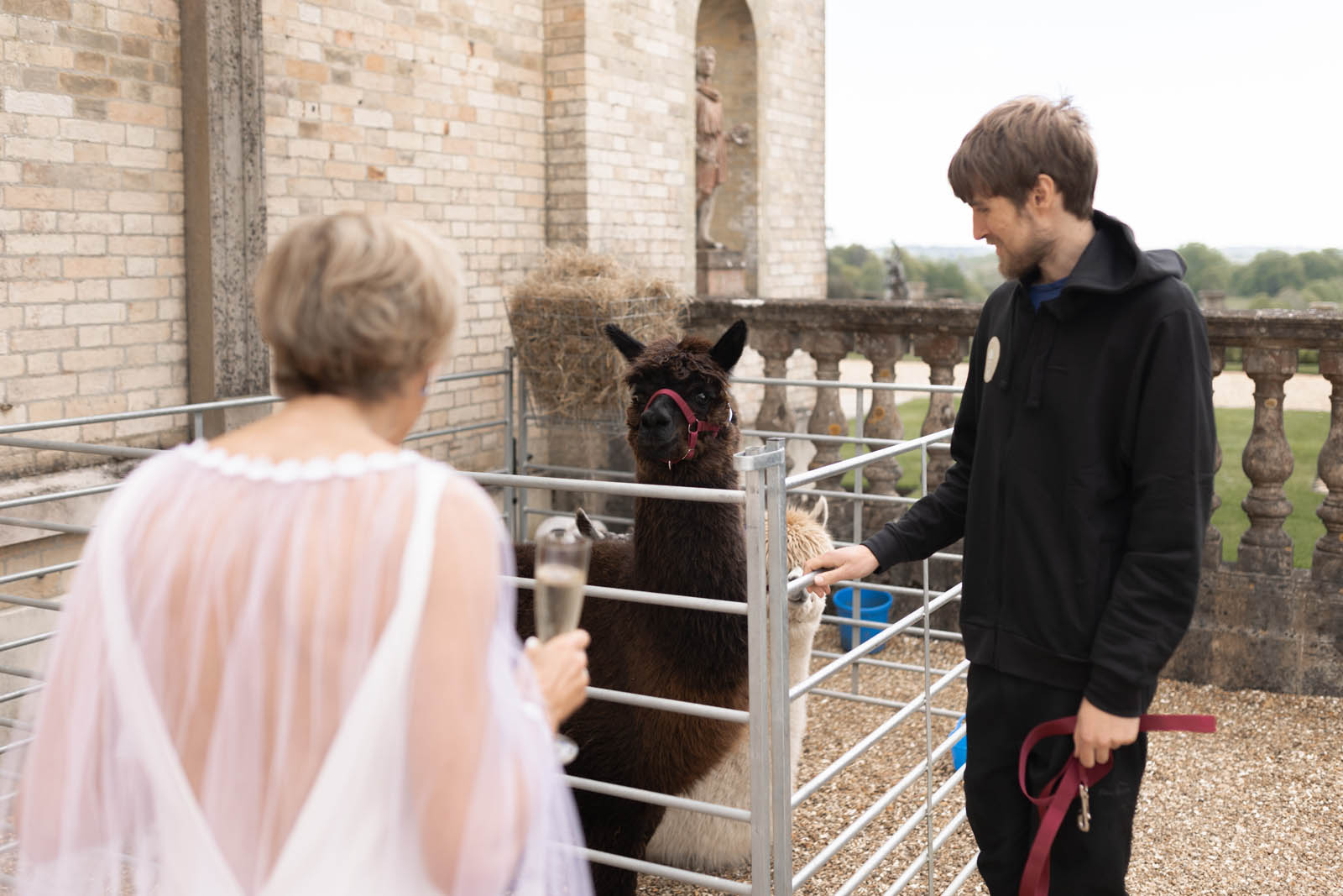 bride meeting an alpaca at her wedding