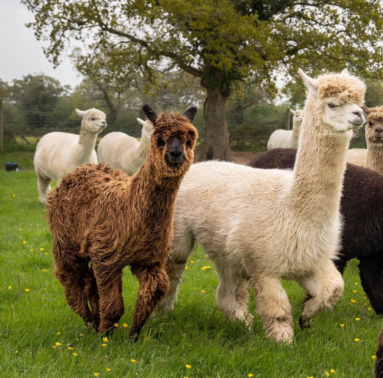 brown and white alpacas in a field