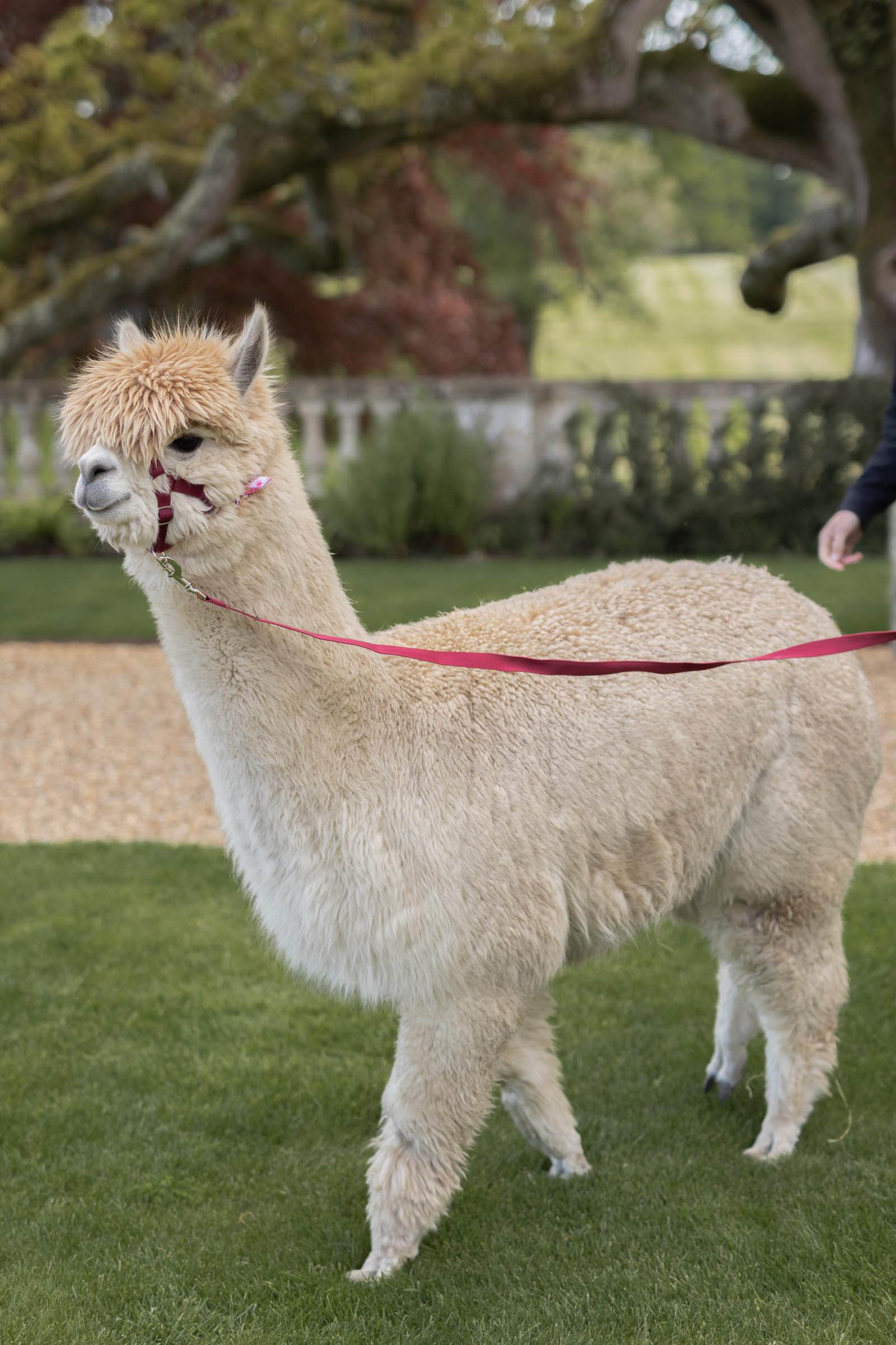 white alpaca with a red harness at a wedding