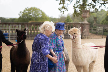wedding guests enjoying meeting alpacas