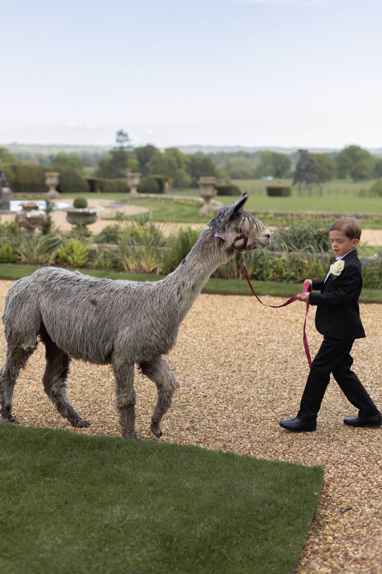 page boy with an alpaca at a wedding