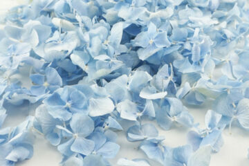 Aquamarine blue hydrangea biodegradable confetti UK
