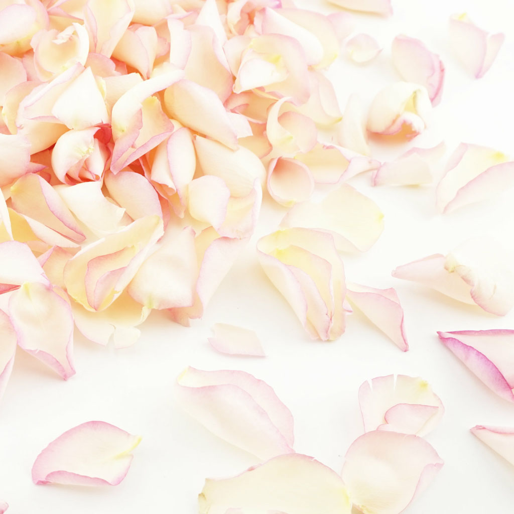 biodegradable confetti from The Dried Petal Company UK nationwide